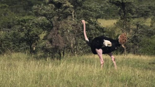 A beautiful Ostrich walking on the grassland of Kenya, Africa - close up