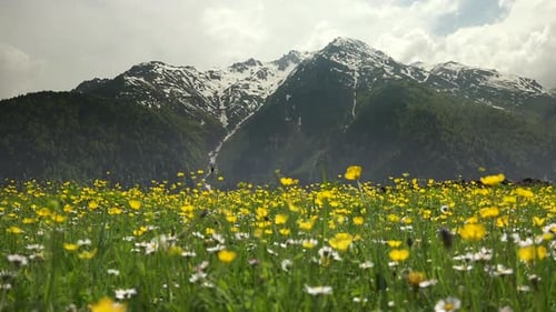 Wunderbarer bewaldeter Berg auf der Wiese mit gelben Blumen