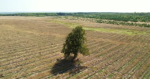 Solitary Tree Standing in Vast Field of Crops