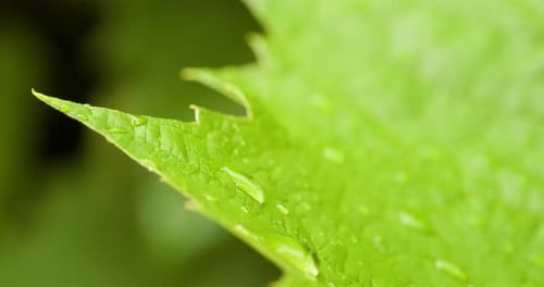Macro Shot of Green Leaf with Water Droplets
