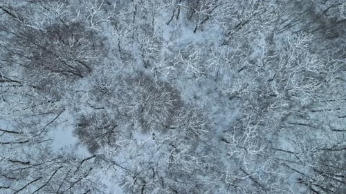 Beautiful Aerial Footage of Trees Covered with Snow