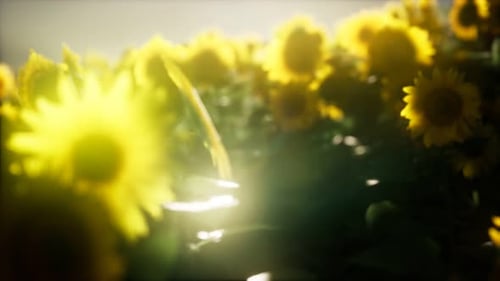 Sunflower Field on a Warm Summer Evening