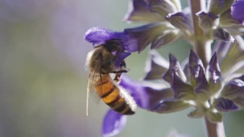 Bee Collecting Nectar From Purple Flower Close Up