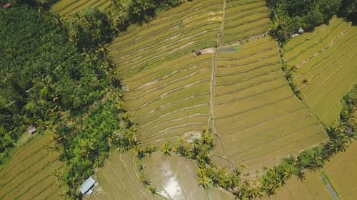 Terrasse: Reisfelder, Bali, Indonesien