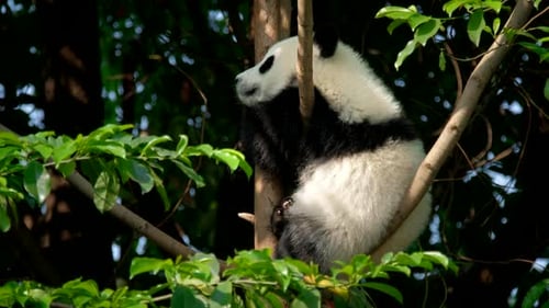 Young Panda Resting Comfortably High in Tree Branches