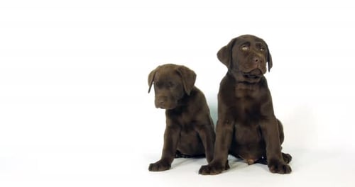 Brown Labrador Retriever, Puppies on White Background, Normandy, Slow Motion 4K