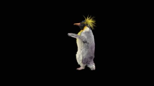 Animated Macaroni Penguin Character Dancing Walk Loop