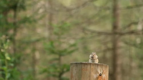 Ein kleiner Chipmunk frisst einen Samen, der auf einem Holzstumpf im Wald des sibirischen Naturschutzgebiets sitzt