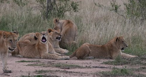 African Lion, panthera leo, Mother and Cubs, Yawning, Nairobi Park in Kenya, Real Time 4K