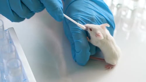 Scientist Sampling White Mouse with Cotton Swab