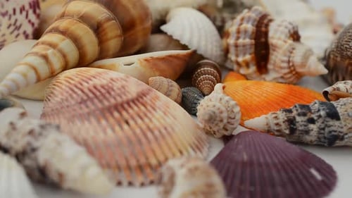 Cockleshells 4