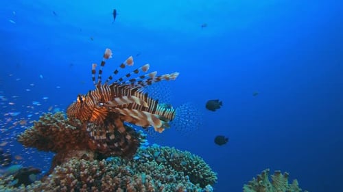 Poisson-lion tropical de mer sous-marine