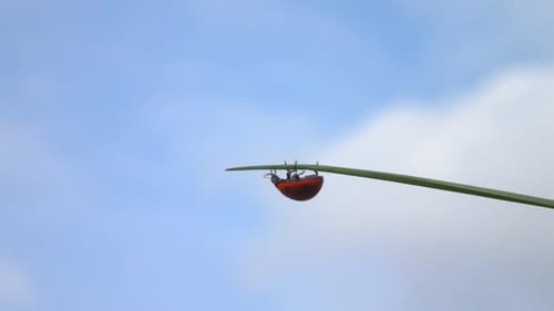 Ladybug Hanging Upside Down on Blade of Grass