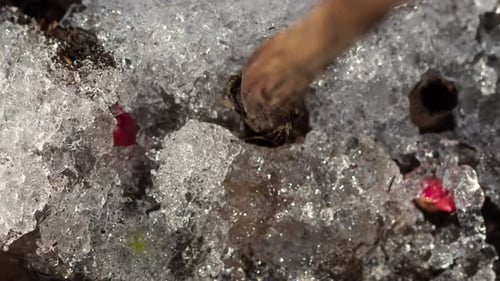 Melting Snow Reveals Spring Sprouts Close Up