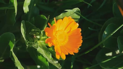 Calendula
