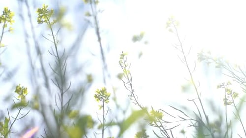 Gelbe Blumen mit Sonnenlicht