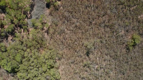 Flying Above a Dirt Road in the Middle of a Vast Land of Trees