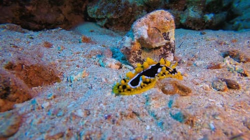 Vibrant Sea Slug on Sandy Ocean Floor