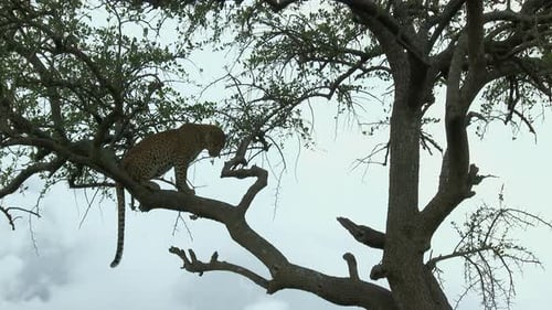 Leopard (Panthera pardus) turning around on a branch, during sunset, Maasai Mara, Kenya.
