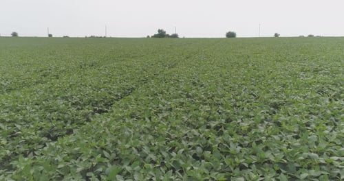 Soya bean plantation