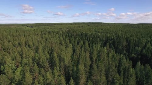 Flying Over Forest