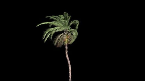 Realistic Palm Tree Swaying in Gentle Wind