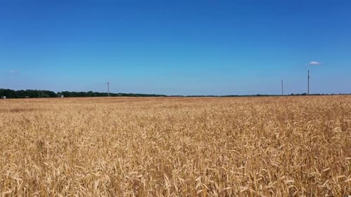 Drone Flight Over the Wheat Field at Sunny Day