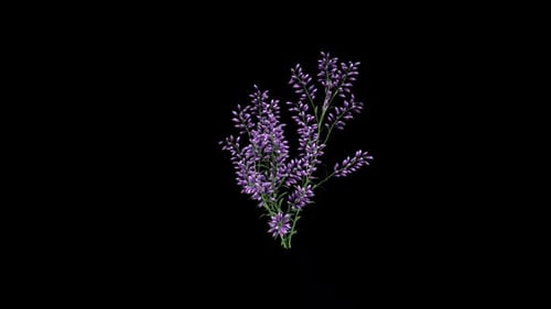 Animated Purple Leafy Plant Growth Graphic