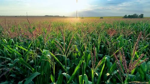 Corn Field