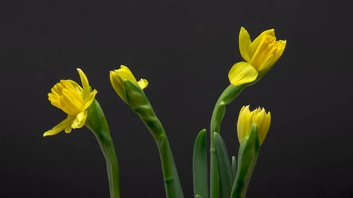 Daffodils Blooming in Time-Lapse