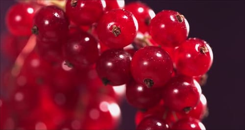 Closeup View of Falling Red Currant From Currant Tree