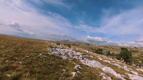 Herd of Wild Horses Galloping Fast Across the Steppe
