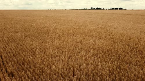 Landscape Wheat Field