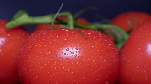 Macro Shot of Water Drops on a Branch of Red Ripe Tomatoes