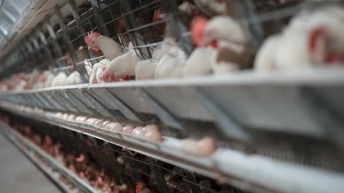 Chicken Farm Sequence