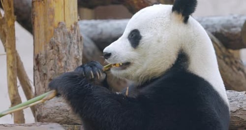 Charming Panda Eating Bamboo Close Up