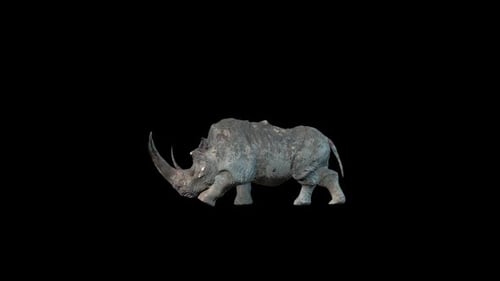 Rhino Walk