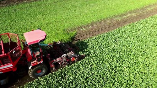 Agricultural Vehicle Harvesting Sugar Beets. Fresh Sugar Beets on the Field Farm