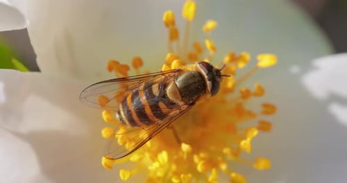 Striped Fly on Flower Petals, Close-Up