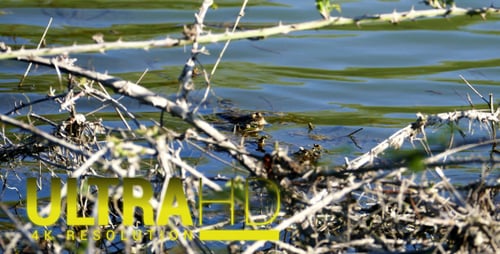 Frogs in Pond Croaking in Natural Habitat