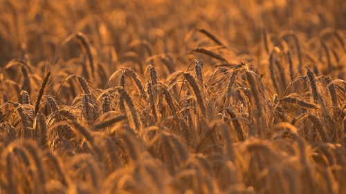 Golden Wheat Field Blowing in the Sunset Wind