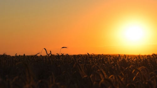 Wheat Field at Sunrise Golden Hour