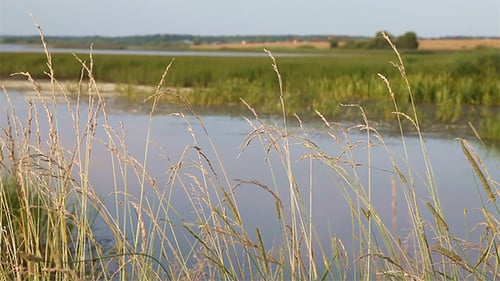 Gras im Wind