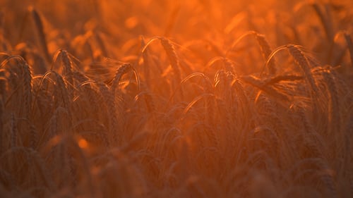 Warm Golden Light on Field of Wheat