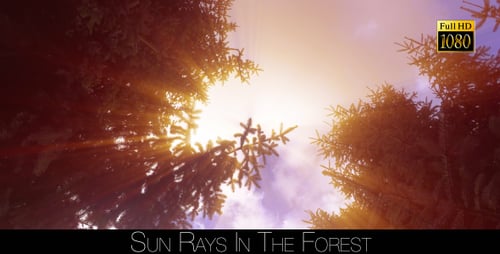 Rayons de soleil dans la forêt