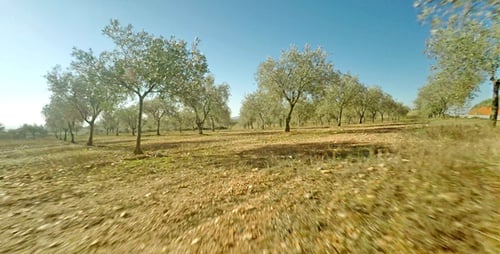 Scenic Drive Through Olive Grove on Sunny Day