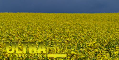 Yellow Rabitz: Landwirtschaftliche Stufen 2