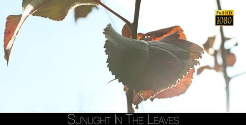 Sunlight In The Leaves 78