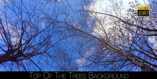 Tops Of The Trees