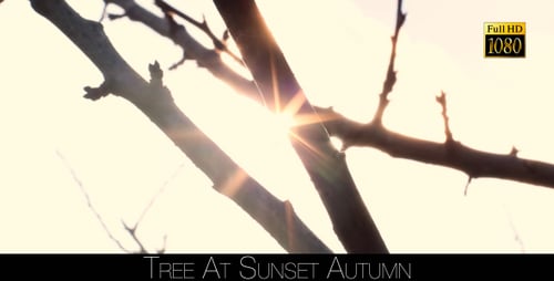 Tree At Sunset 3